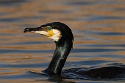 Cormorant
